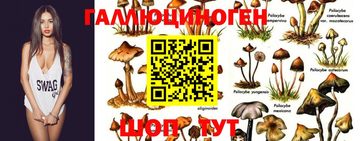 Лабинск  Галлюциногенные грибы Psilocybine cubensis  Вход с VPN 